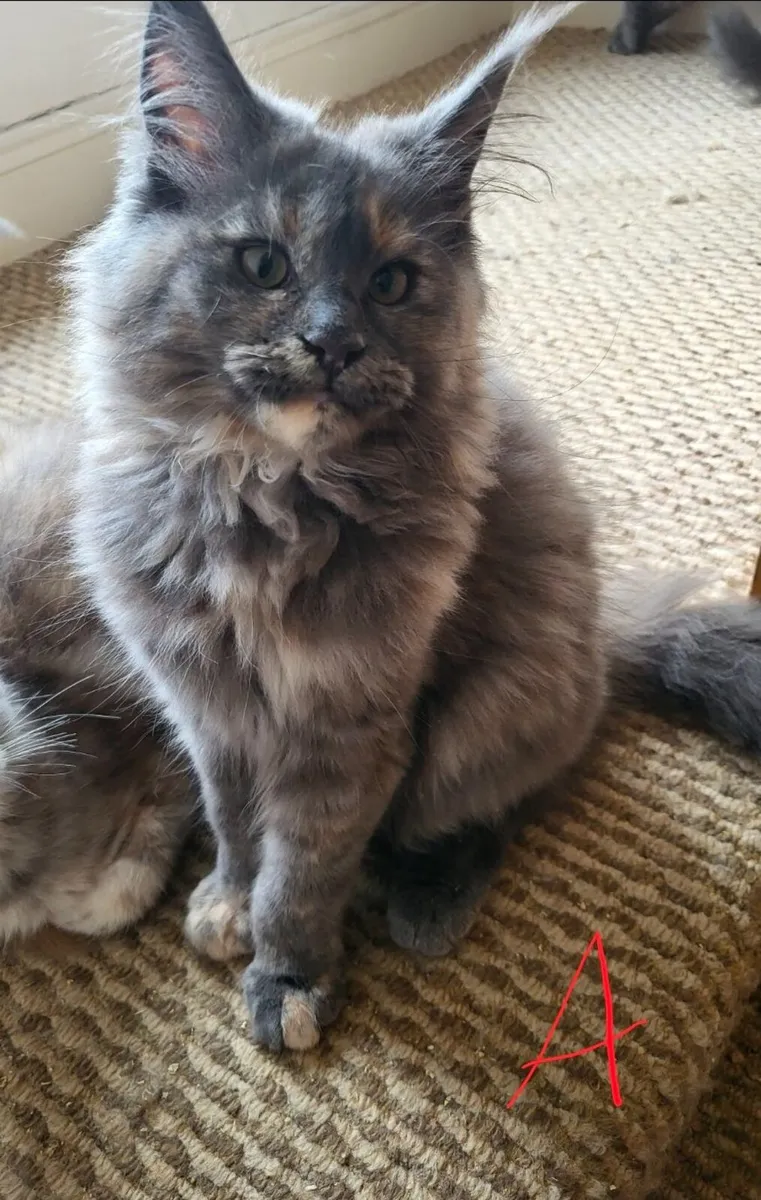 Maine coone kittens - Image 2