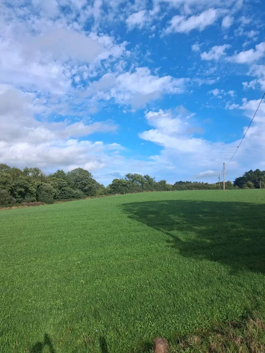Grazing for sheep