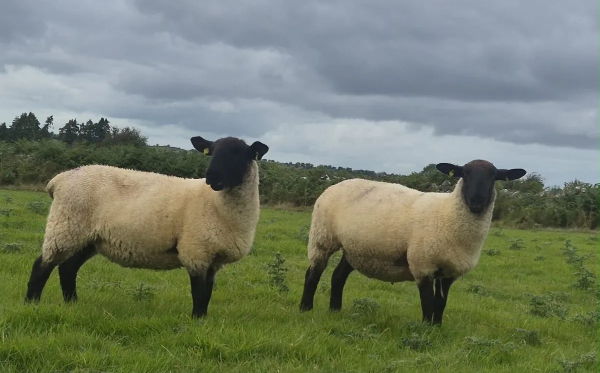 Suffolk  cross Mule Ewe Hoggets - Image 4