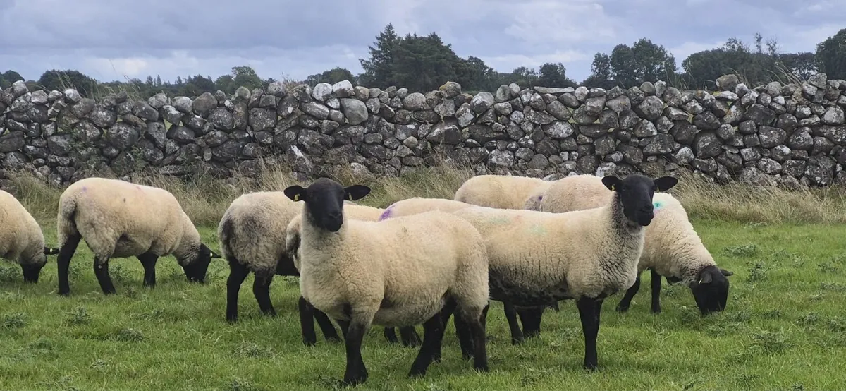 Suffolk Mule Ewe Hoggets - Image 1
