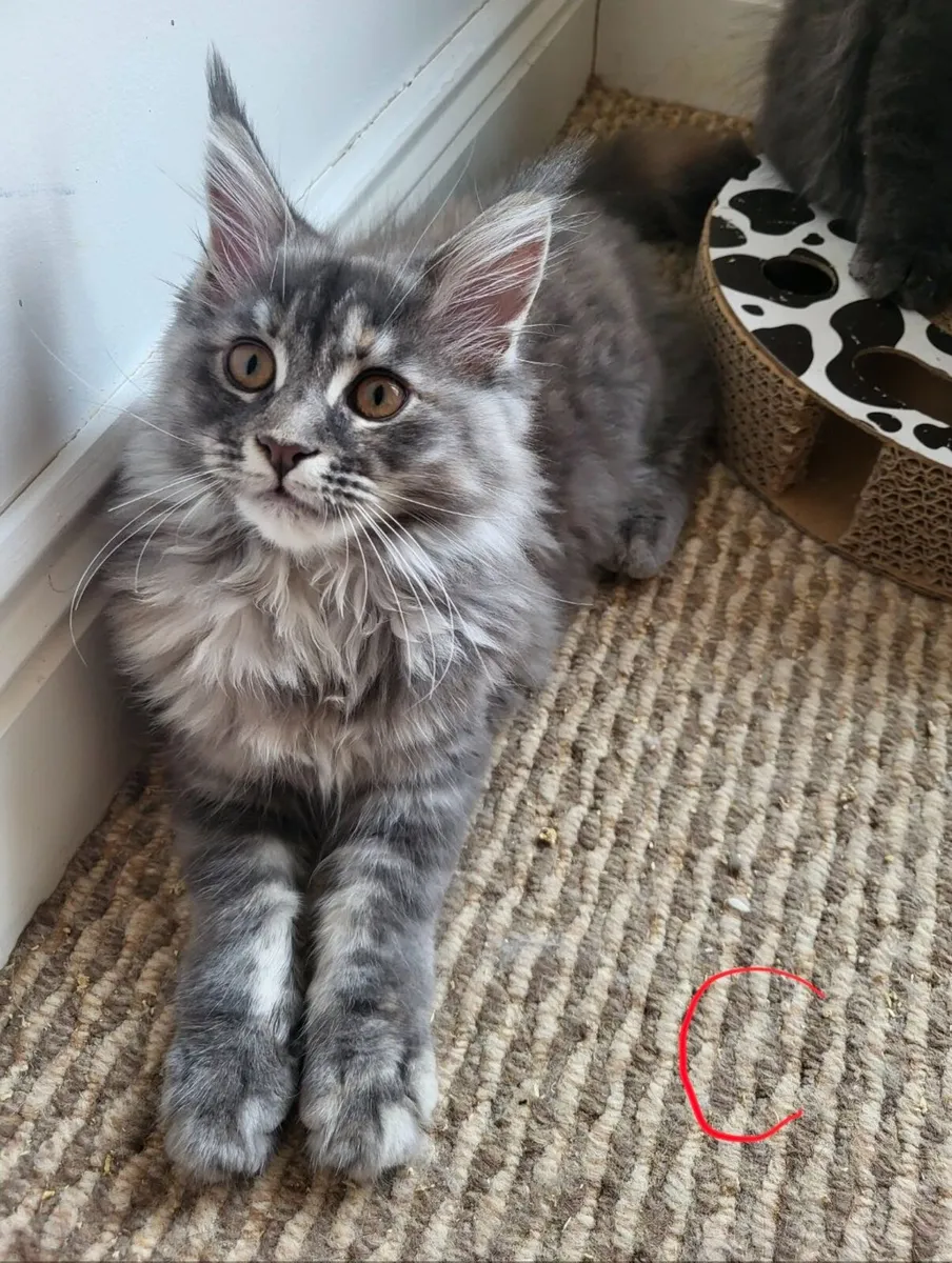 Maine coone kittens - Image 3