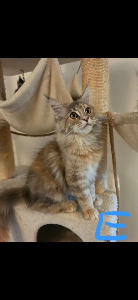 Maine coone kittens - Image 4