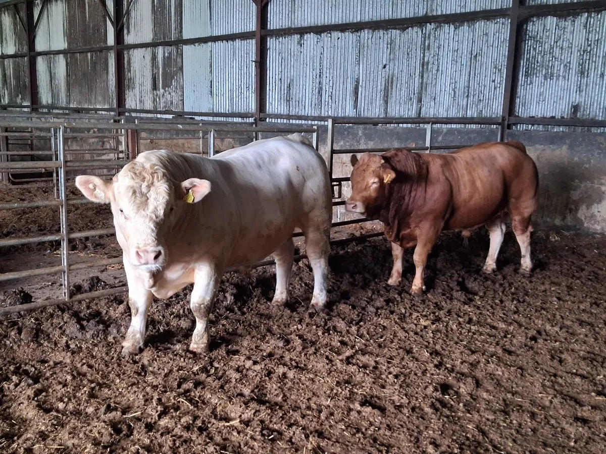 Pedigree Charolais Bull - Image 1
