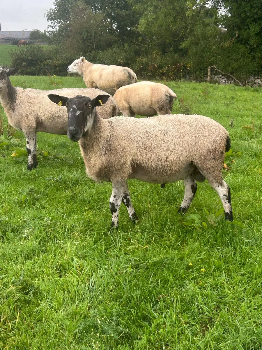 Blue Leicester RAM