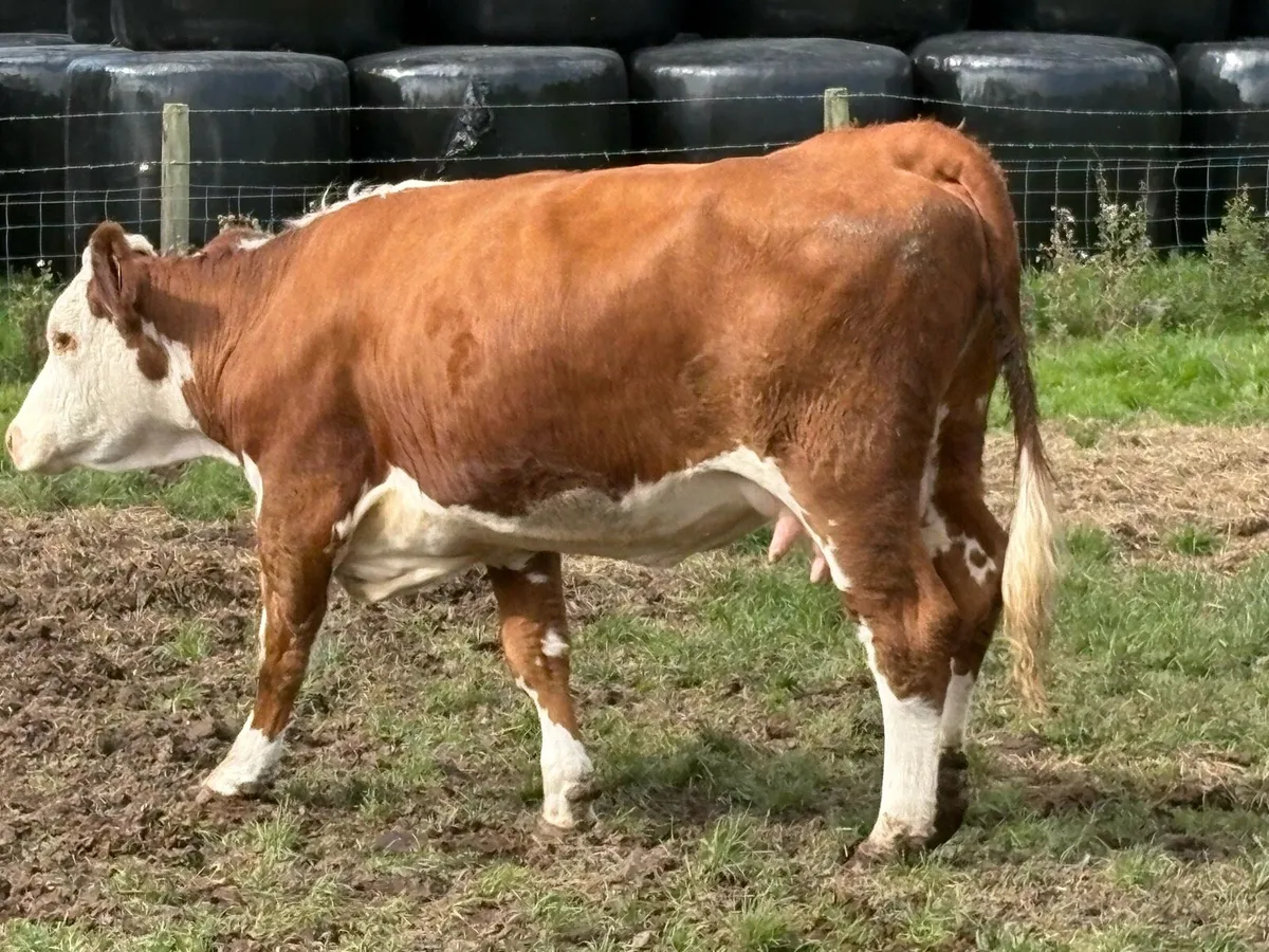 Foster cow lost calf - Image 2