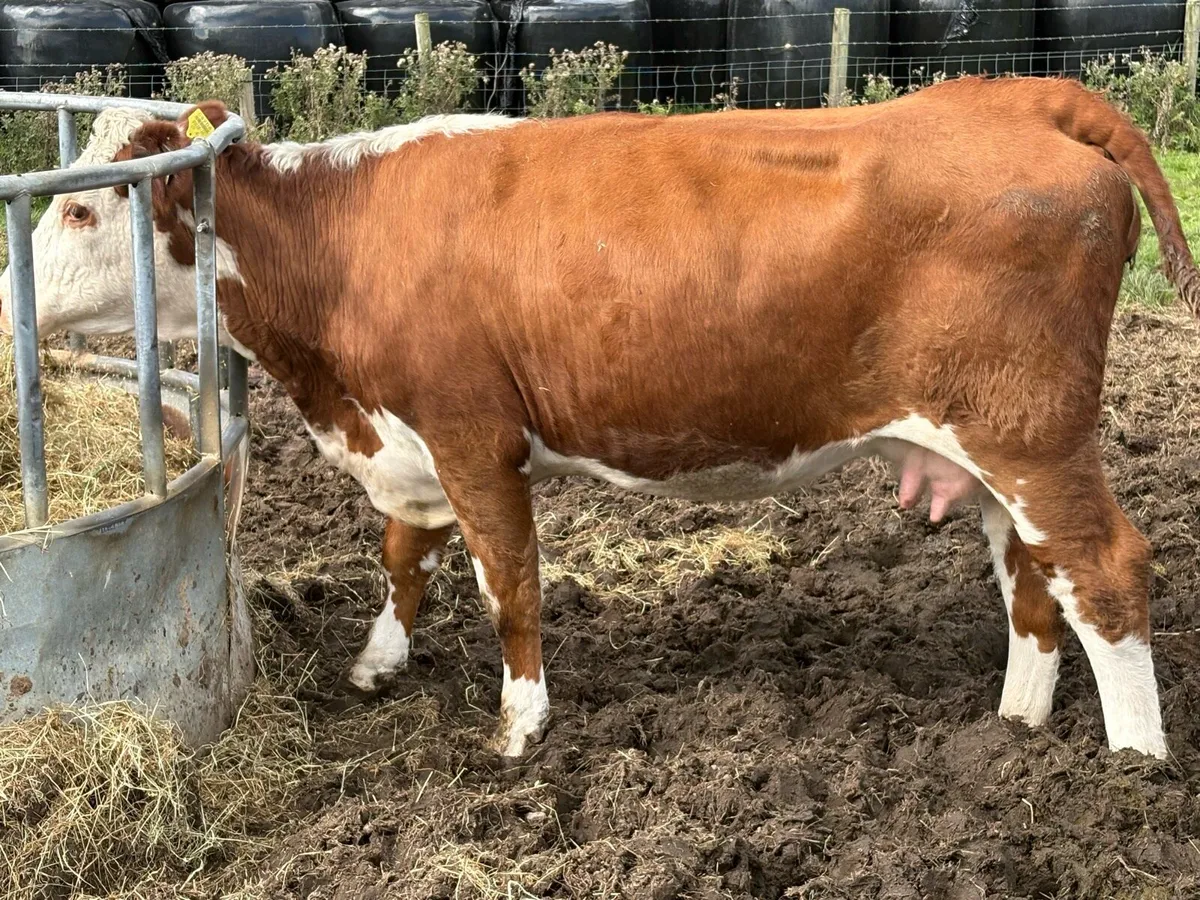 Foster cow lost calf - Image 3