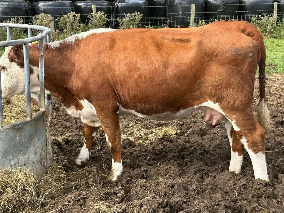 Foster cow lost calf - Image 4