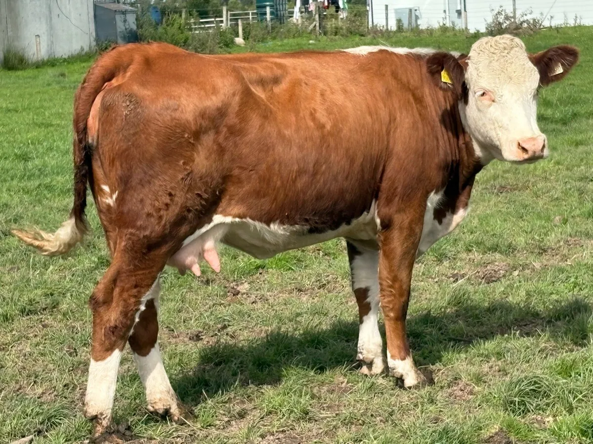 Foster cow lost calf - Image 1