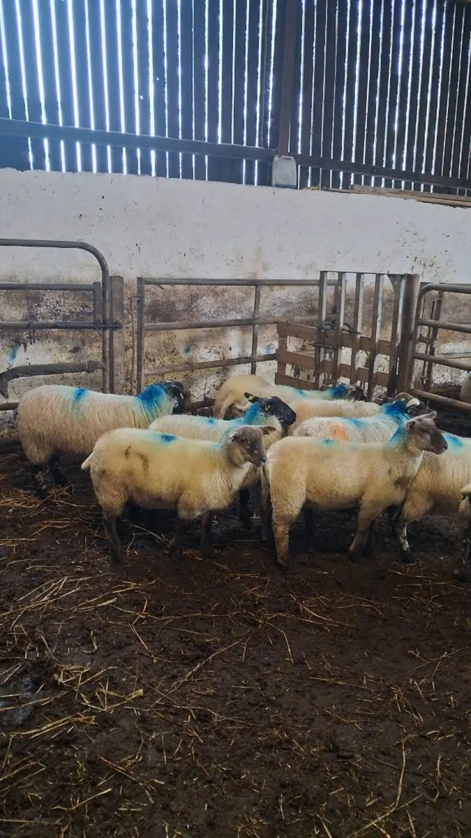 Ewe lambs - Image 1