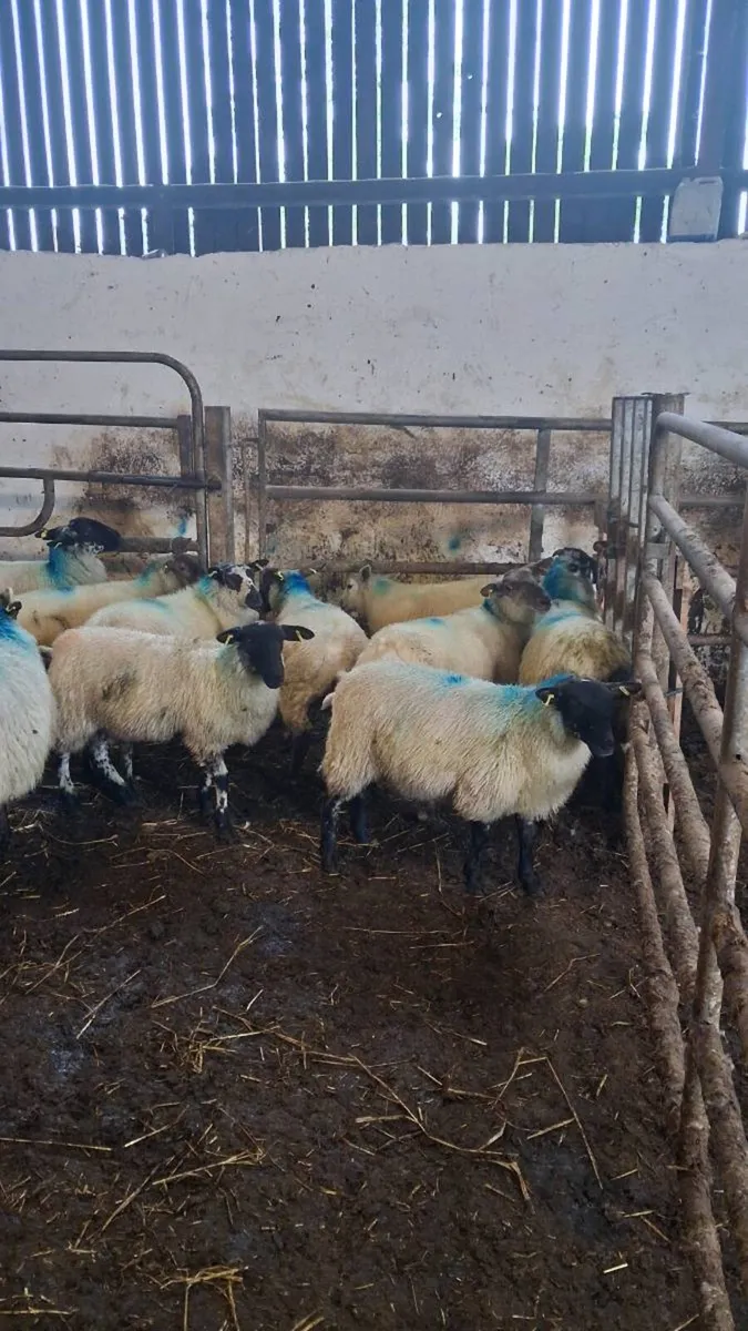 Ewe lambs - Image 2