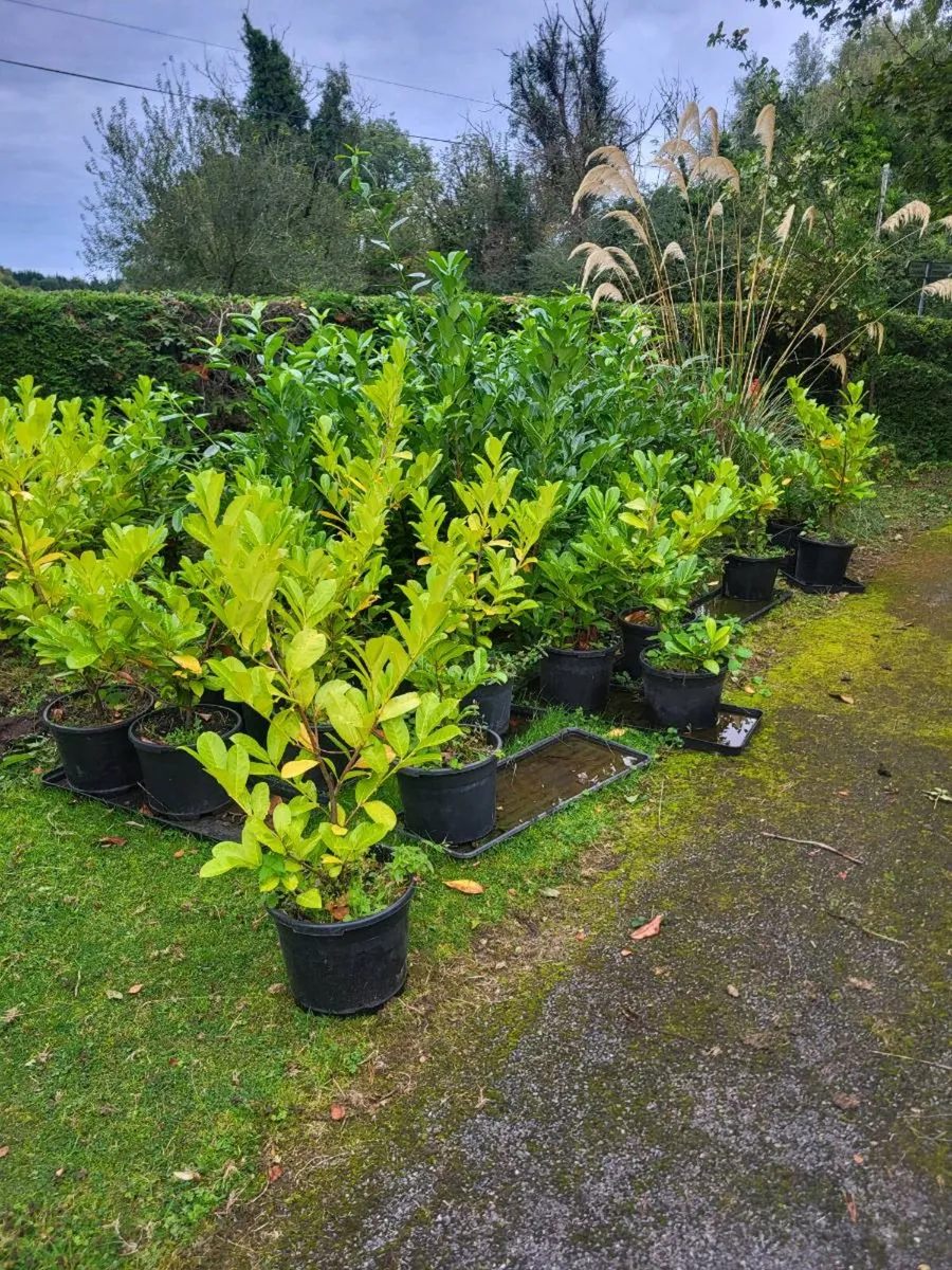 40 Laurel hedge - Image 1