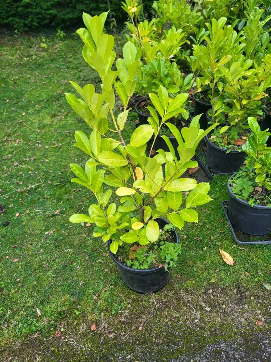 40 Laurel hedge - Image 2