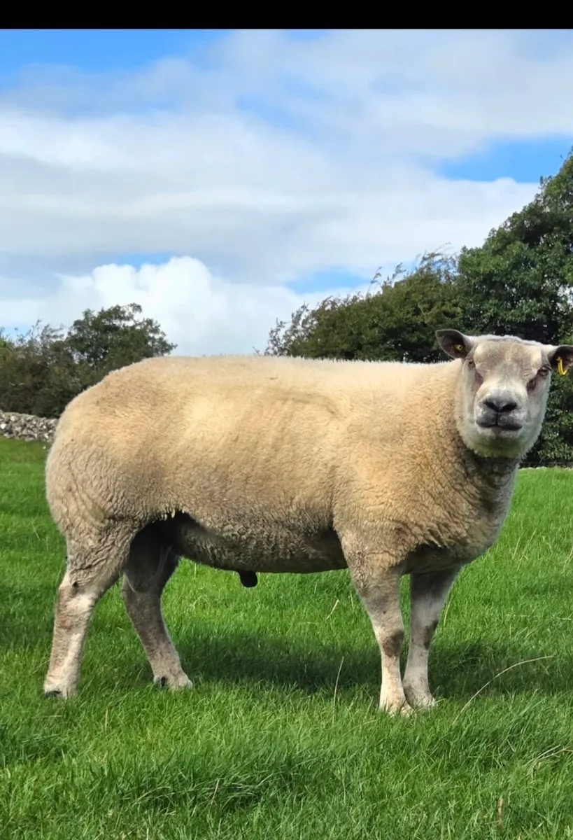 Charbex Ram - Image 1