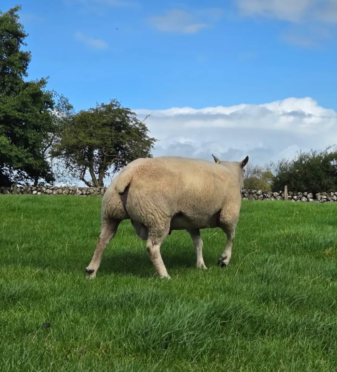 Charbex Ram - Image 2