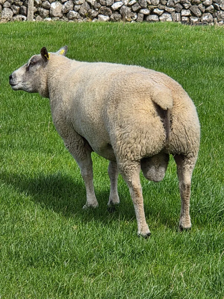 Charbex Ram - Image 3