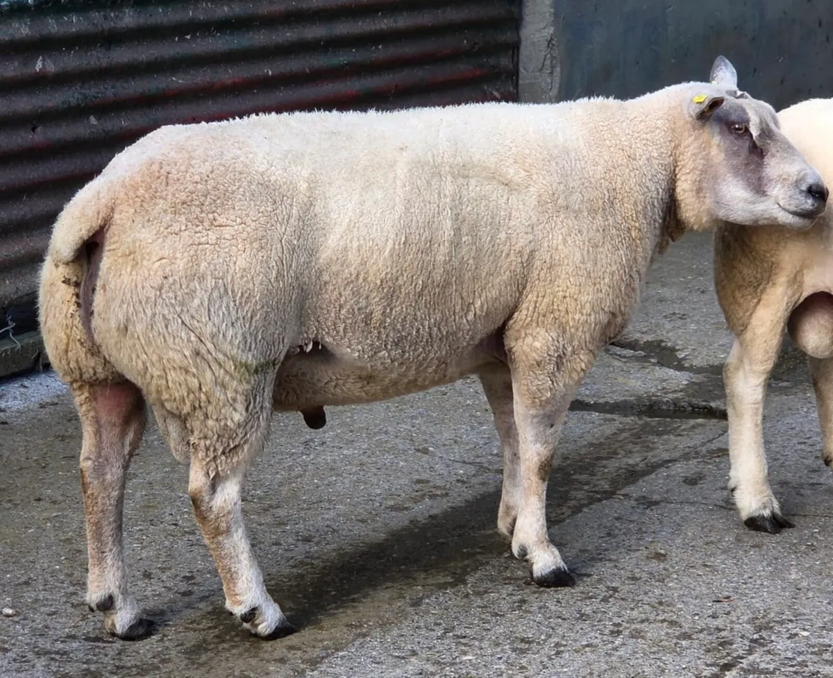 Charbex Ram - Image 4