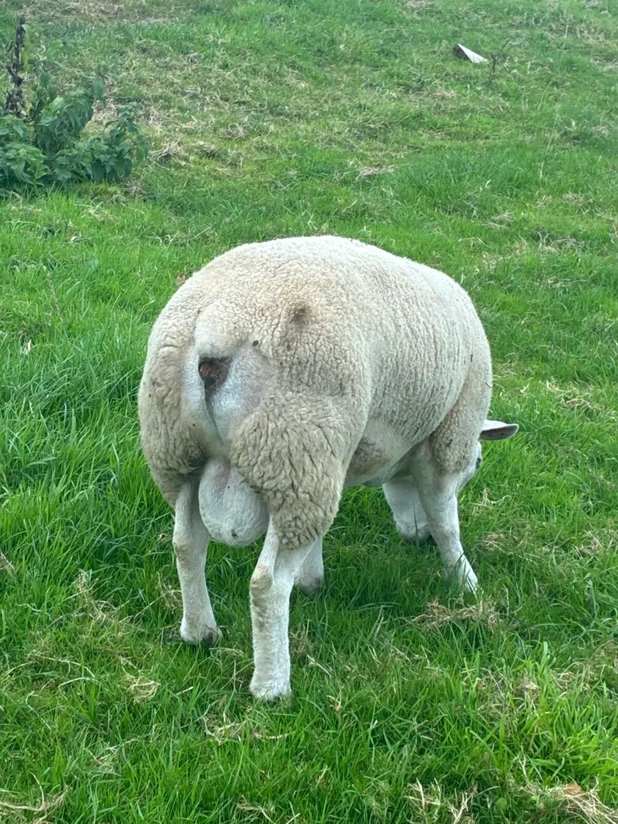 Pure bred Texel Rams suftex ram lamb - Image 2