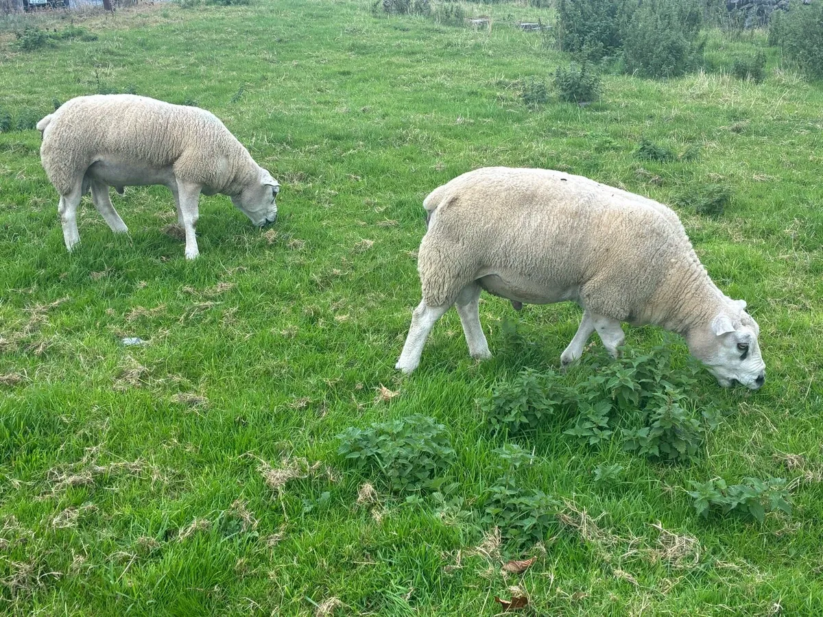 Pure bred Texel Rams suftex ram lamb - Image 3