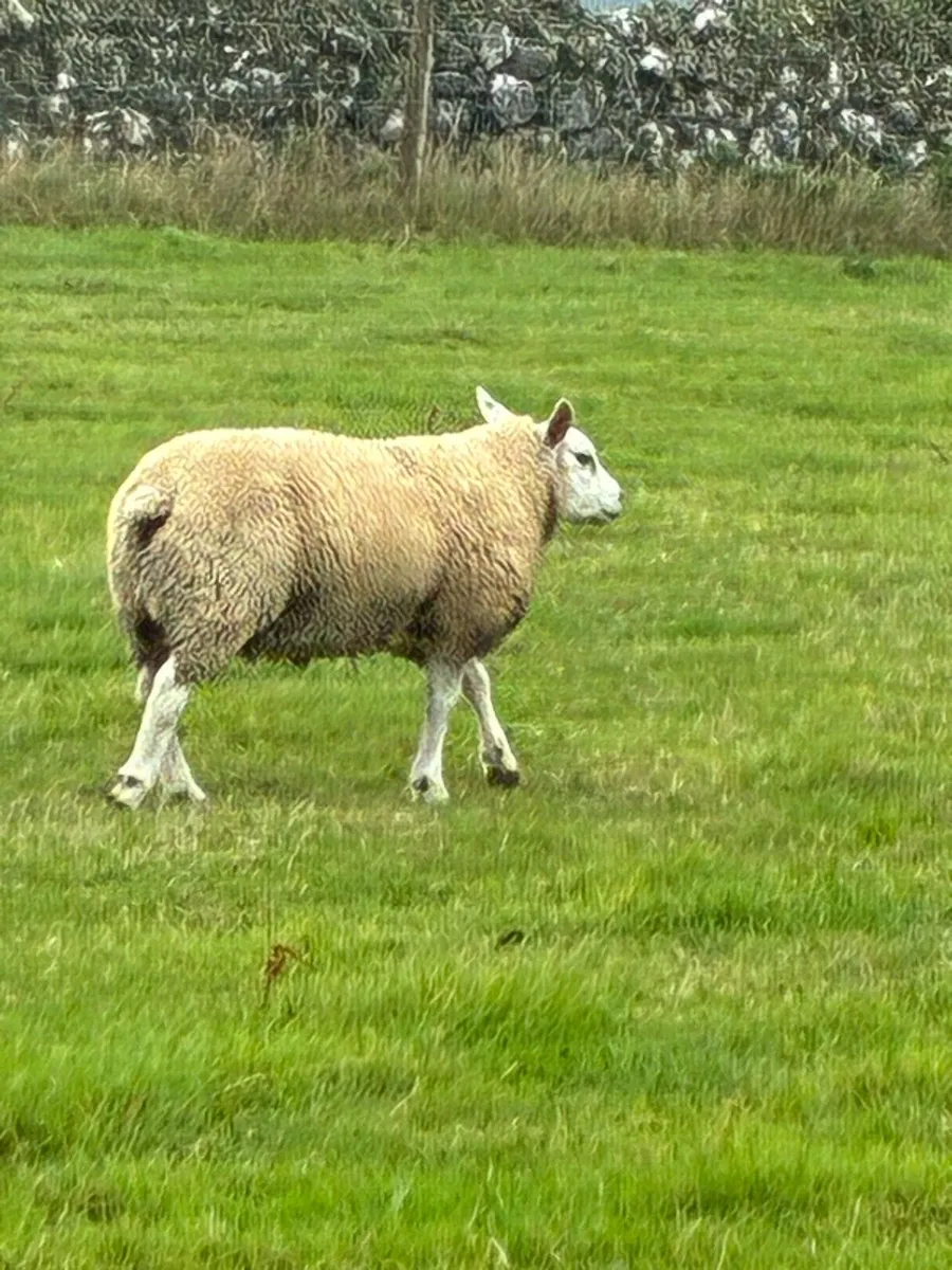 Pure bred Texel Rams suftex ram lamb - Image 4