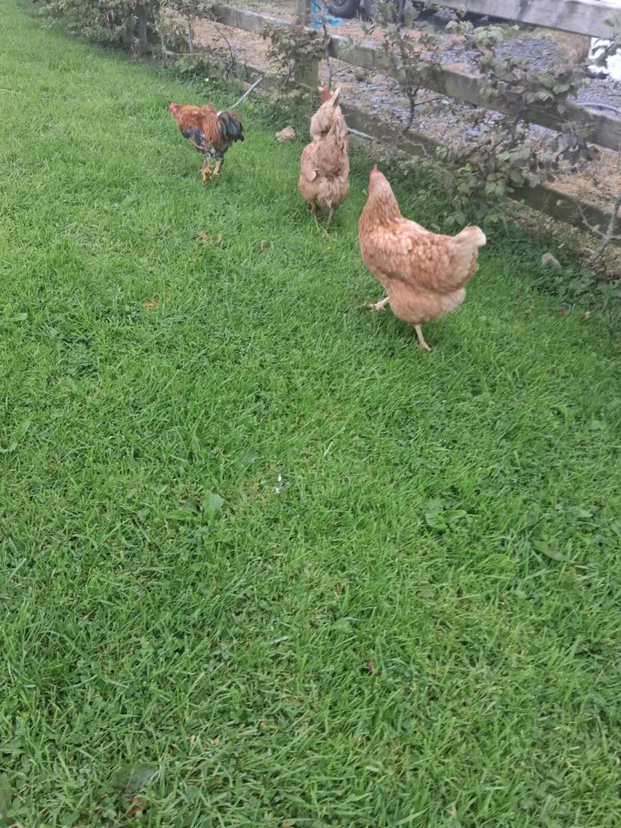 3 hens and rooster €20 the lot - Image 2