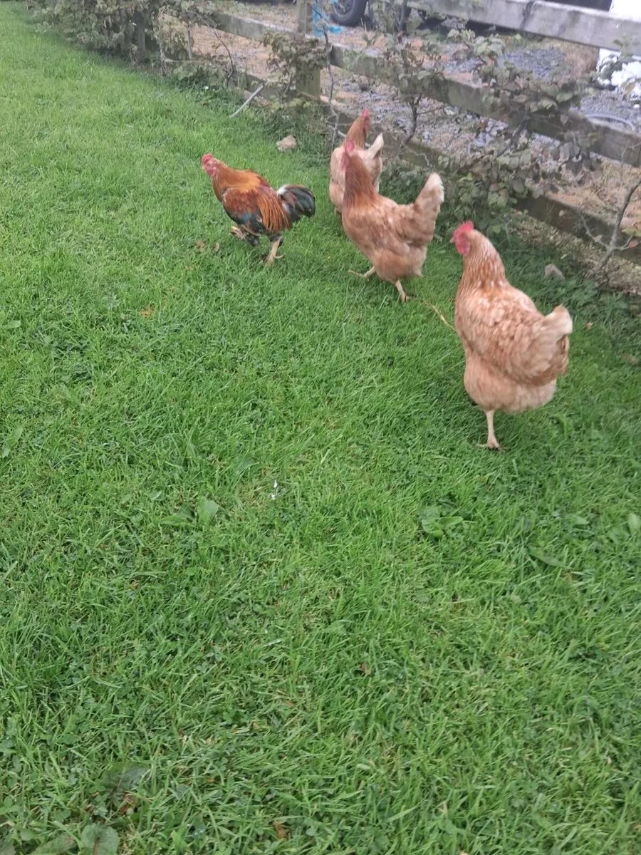 3 hens and rooster €20 the lot - Image 4