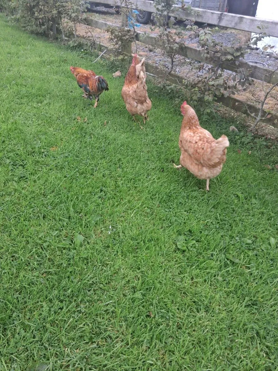 3 hens and rooster €20 the lot - Image 3