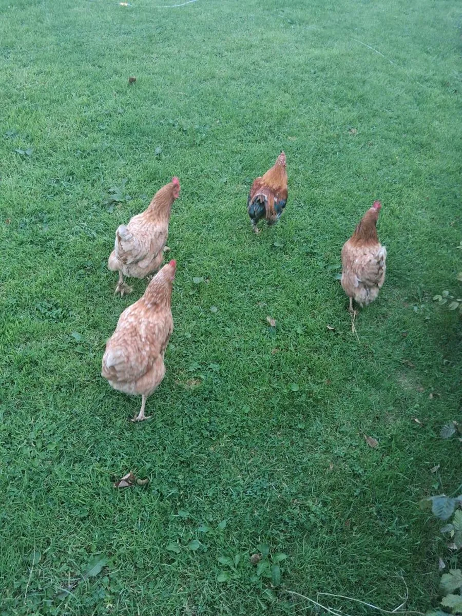 3 hens and rooster €20 the lot - Image 1