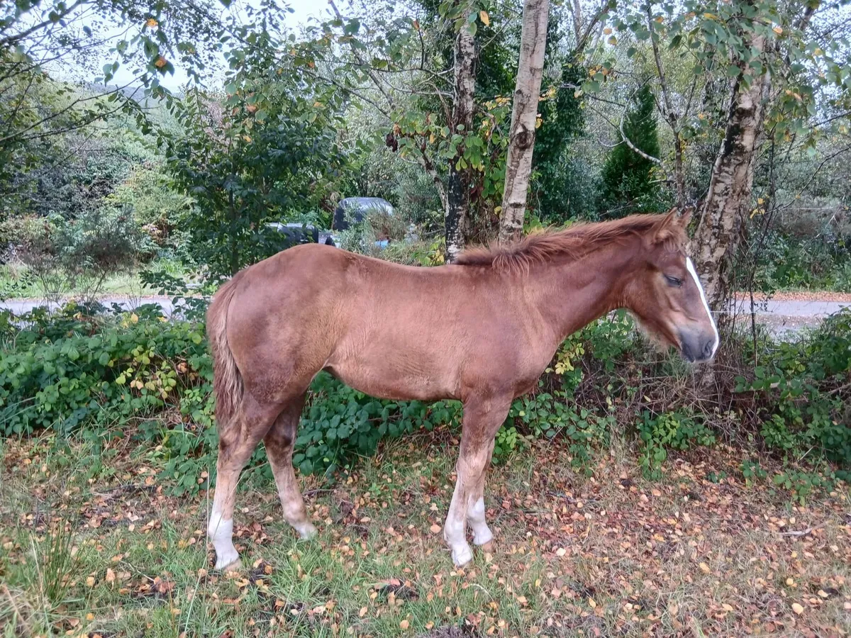 Irish draught filly foal - Image 3