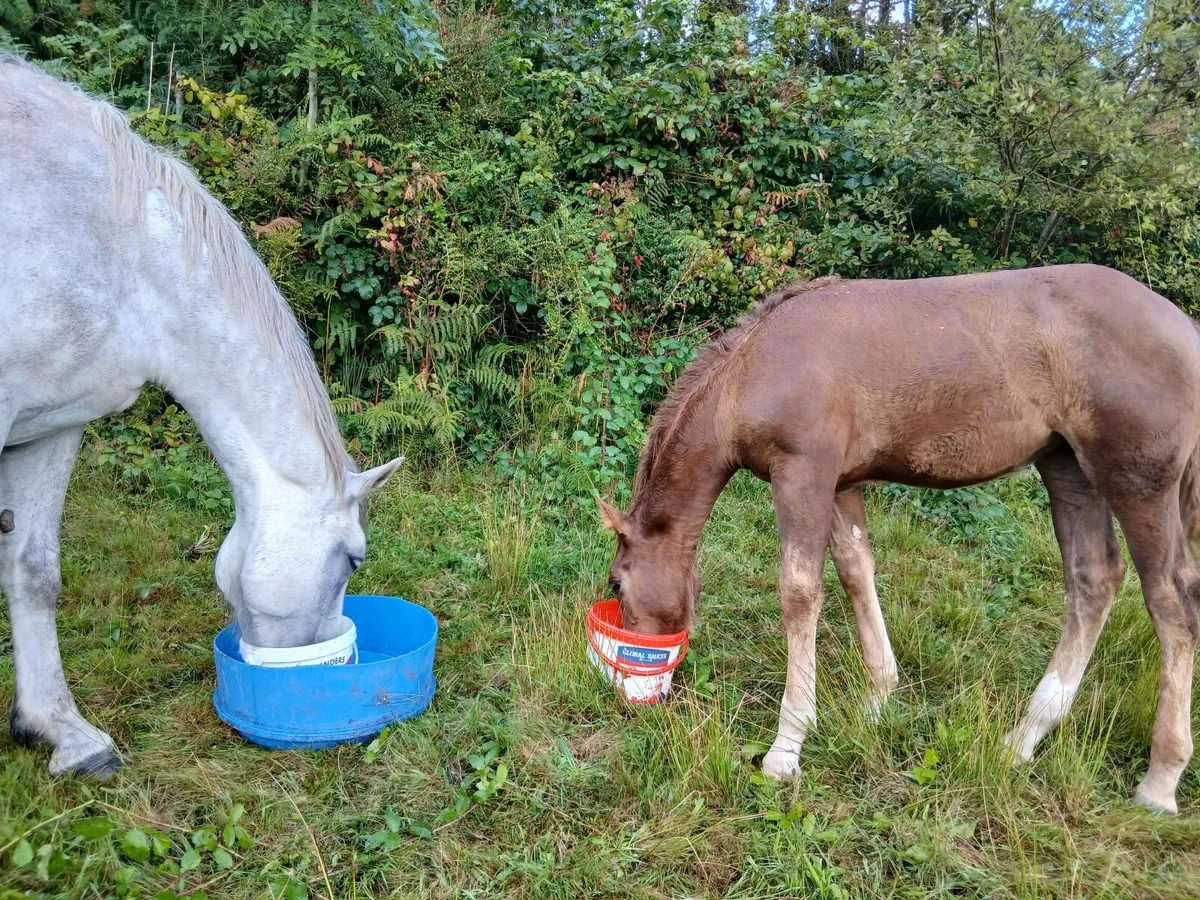 Irish draught filly foal - Image 4