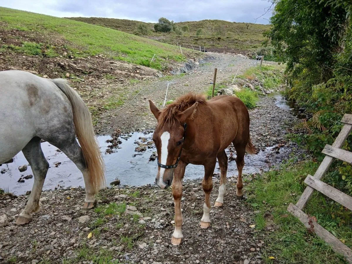 Irish draught filly foal - Image 3