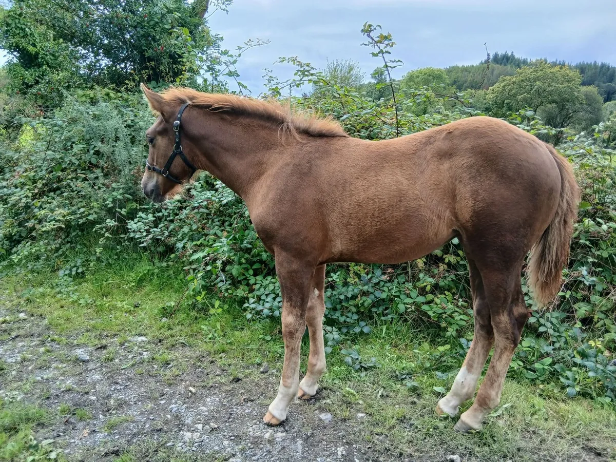 Irish draught filly foal - Image 2