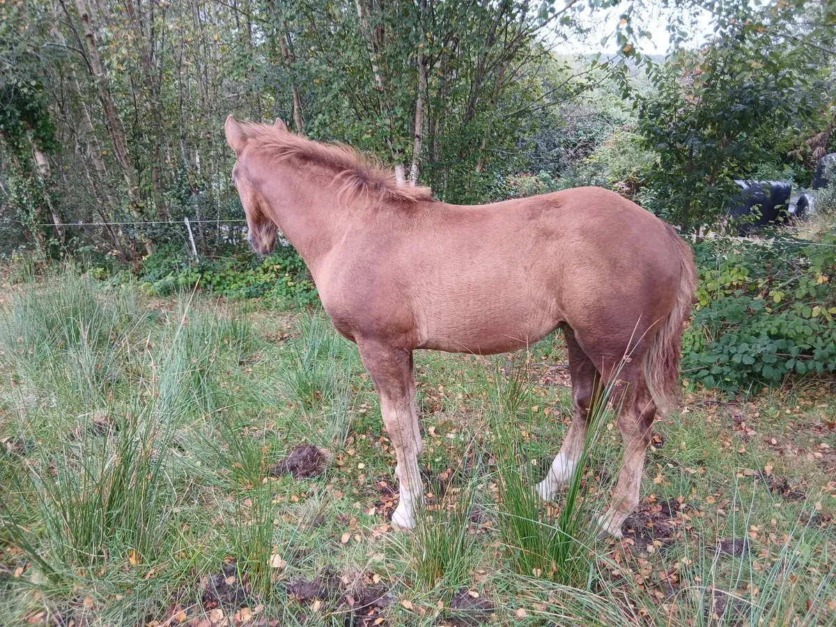 Irish draught filly foal - Image 4