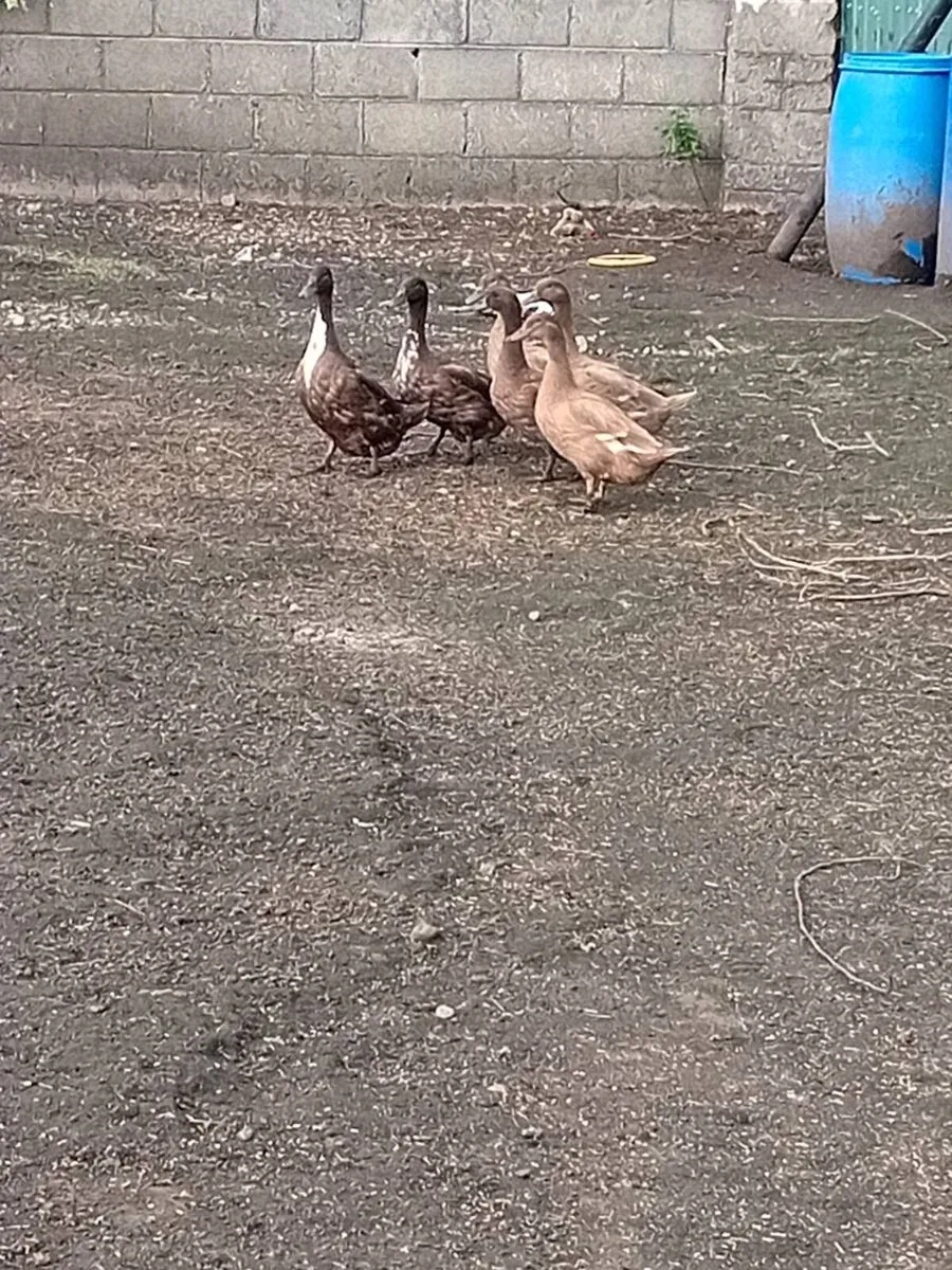 Khaki Campbell  ducks