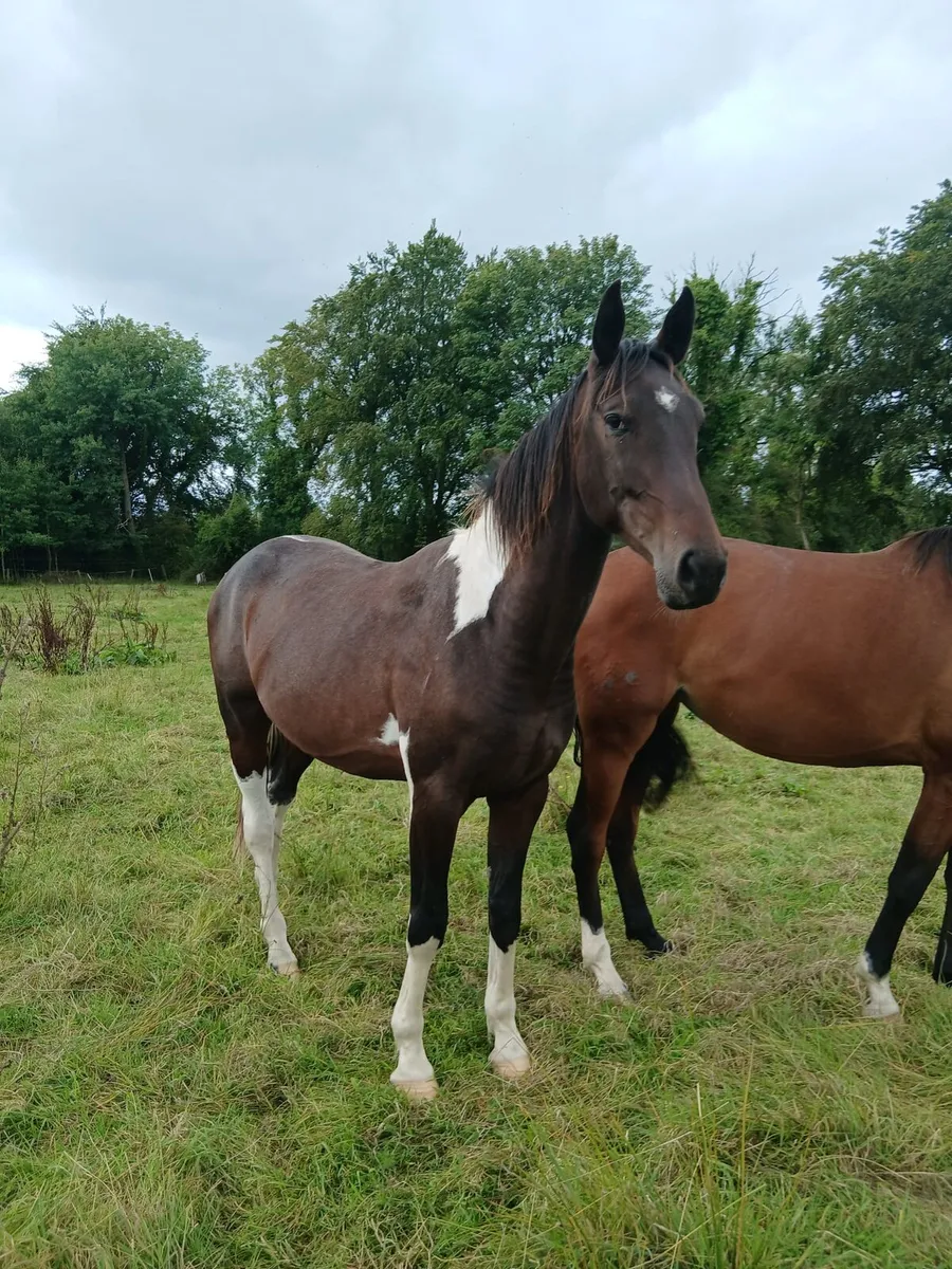 Quality 3year olds Gelding & Filly - Image 2