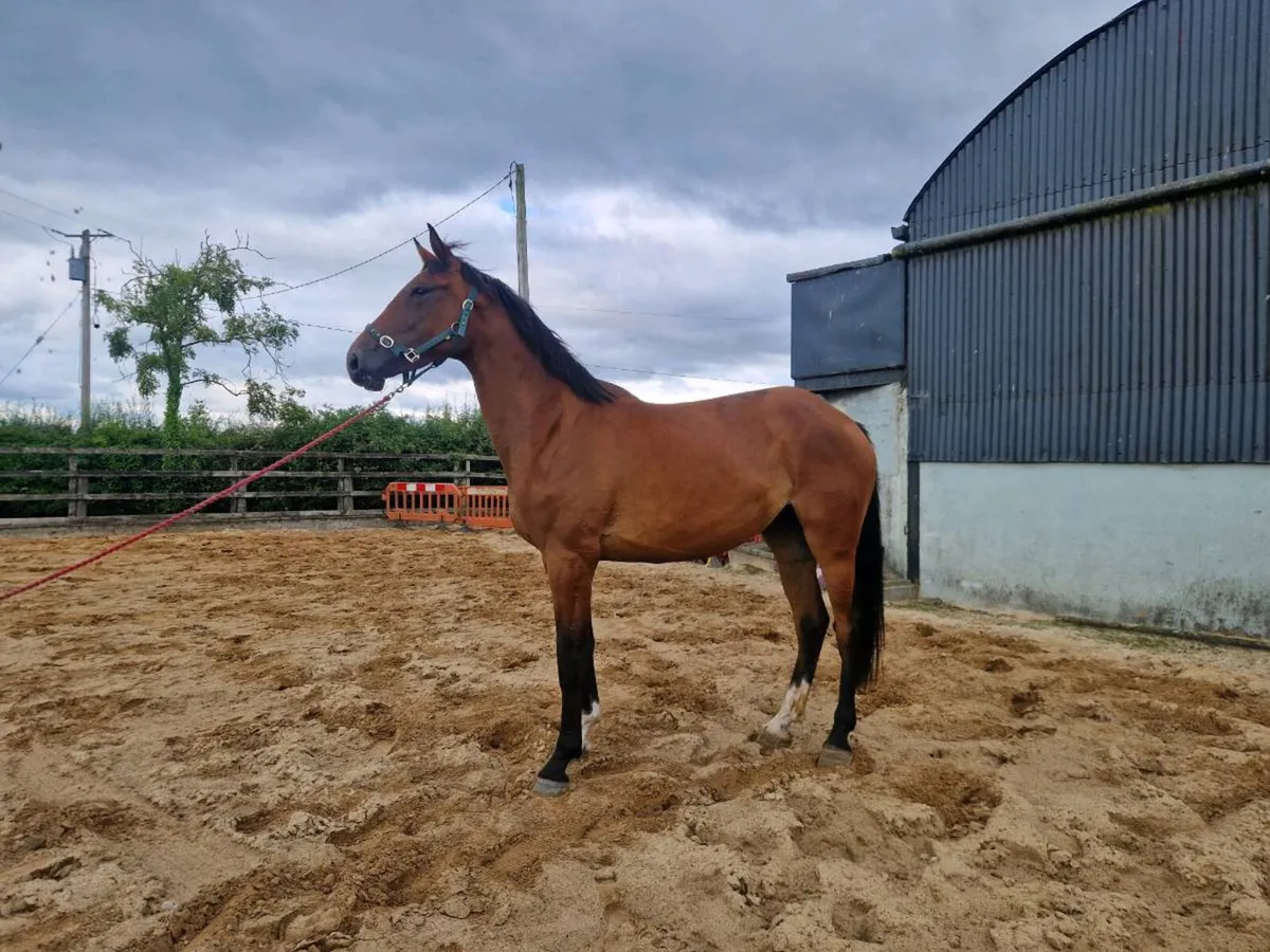 Quality 3year olds Gelding & Filly - Image 3