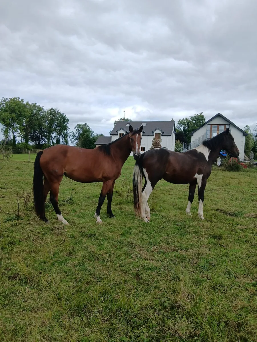 Quality 3year olds Gelding & Filly - Image 4
