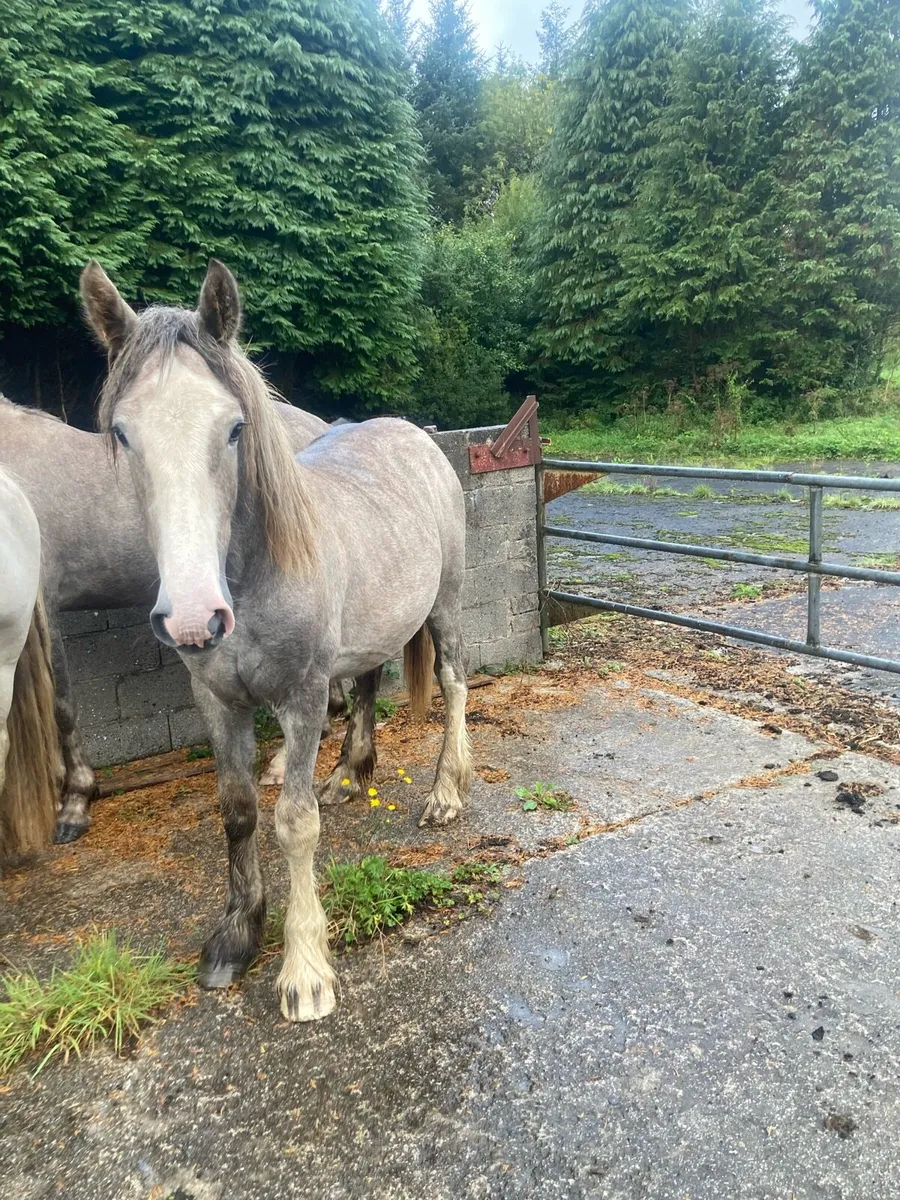 Yearling cob for sale - Image 3