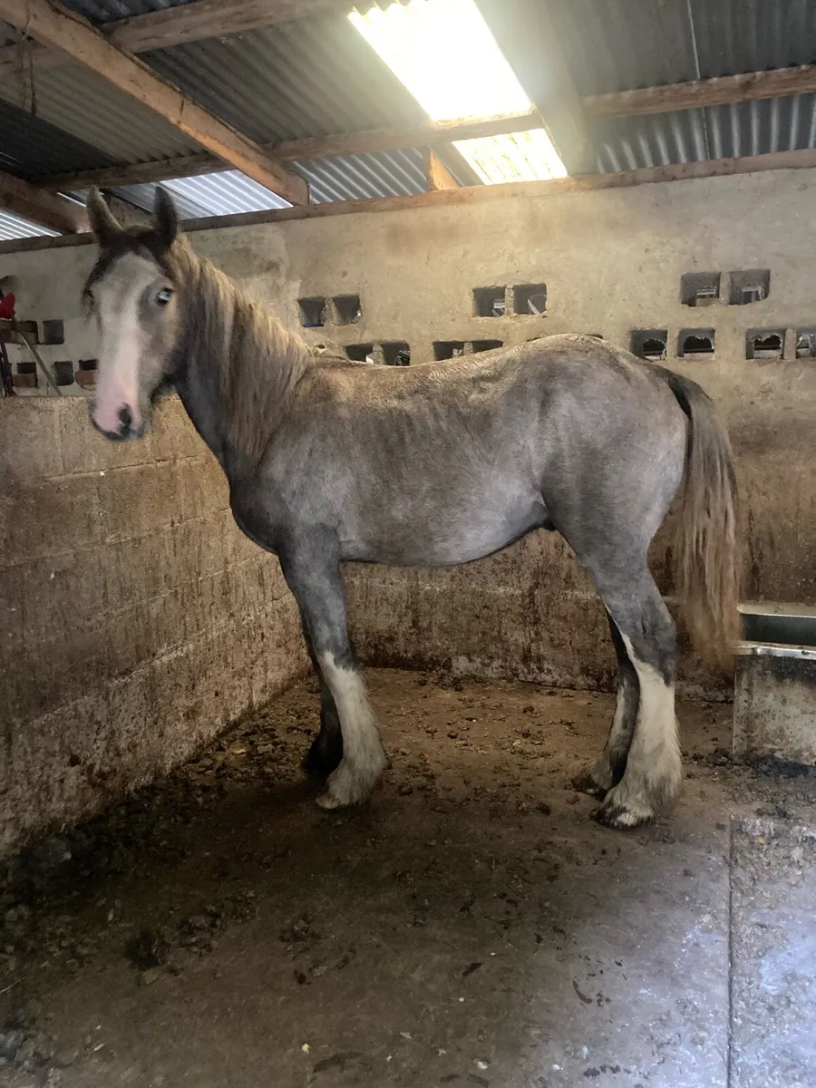 Yearling cob for sale - Image 1