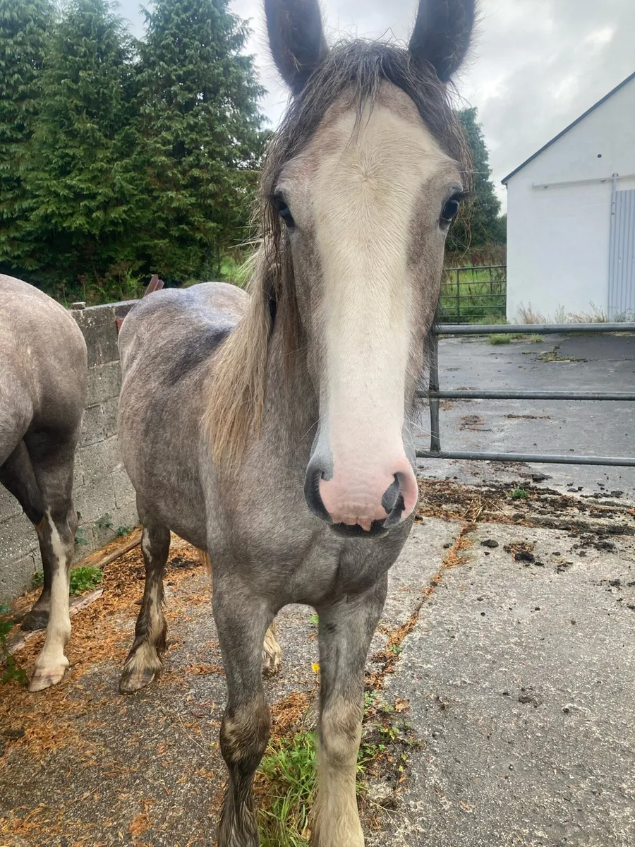 Yearling cob for sale - Image 2