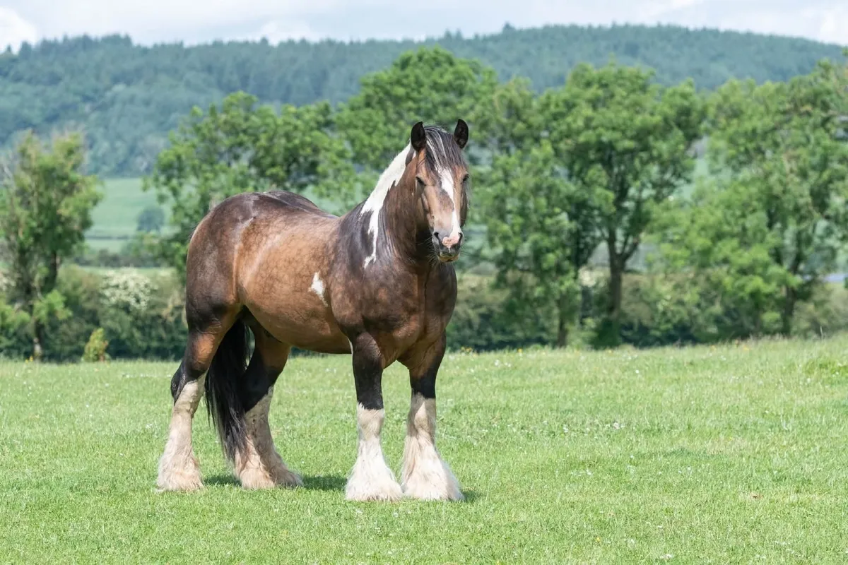 Filly foal - Image 3