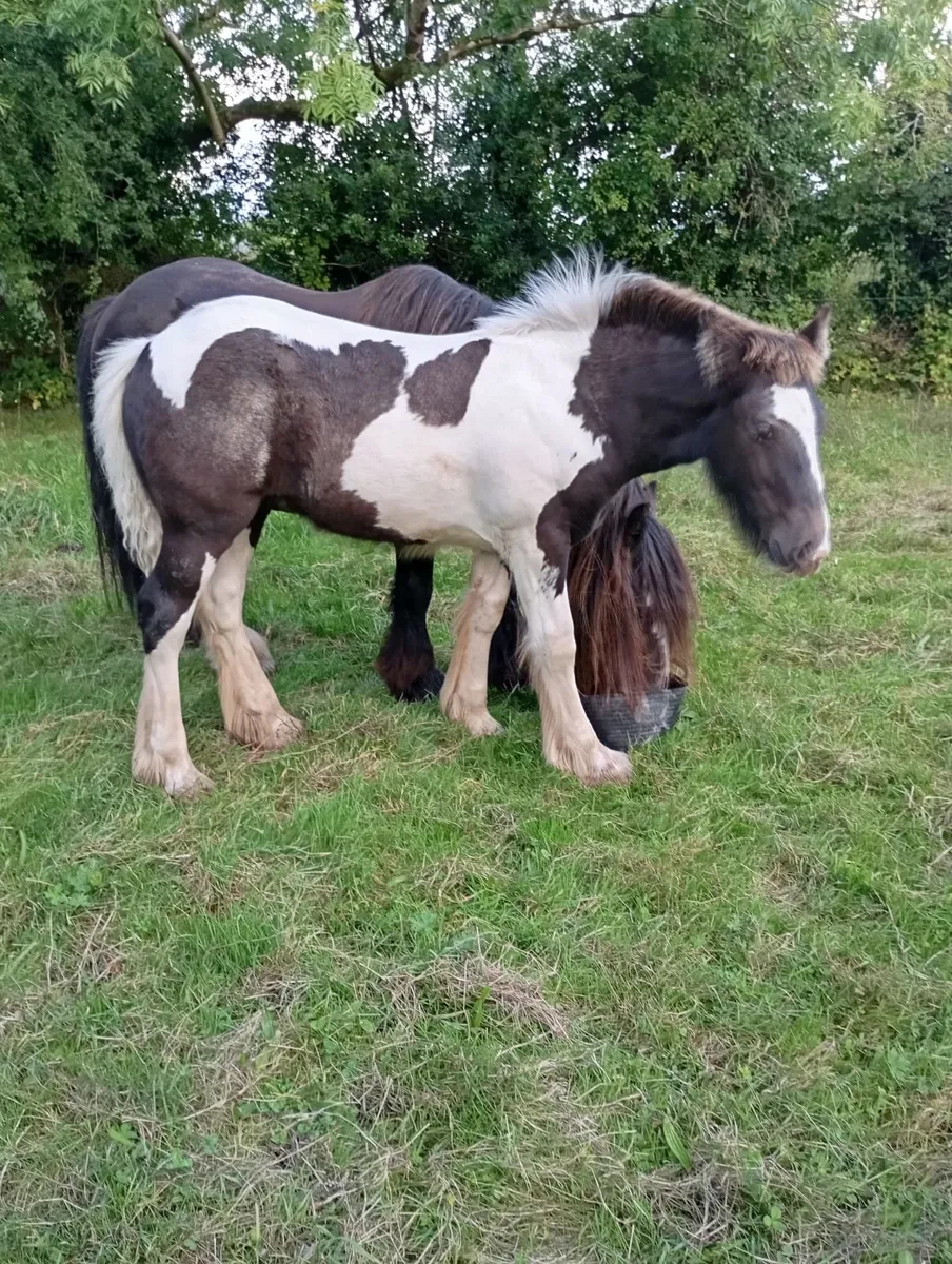 Filly foal - Image 4