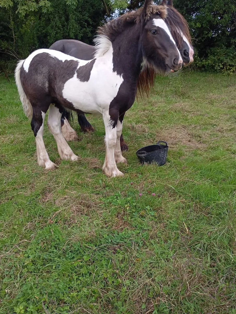 Filly foal - Image 2