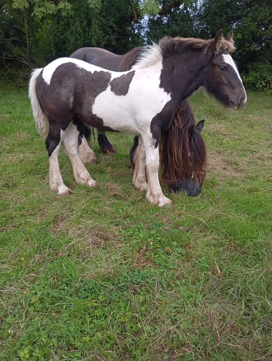 Filly foal - Image 1