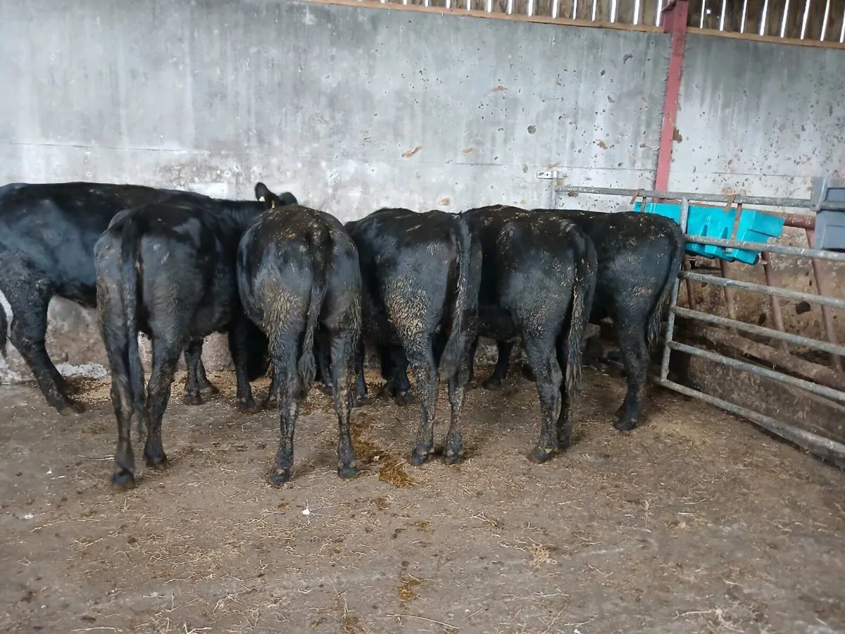 Heifers - Image 4