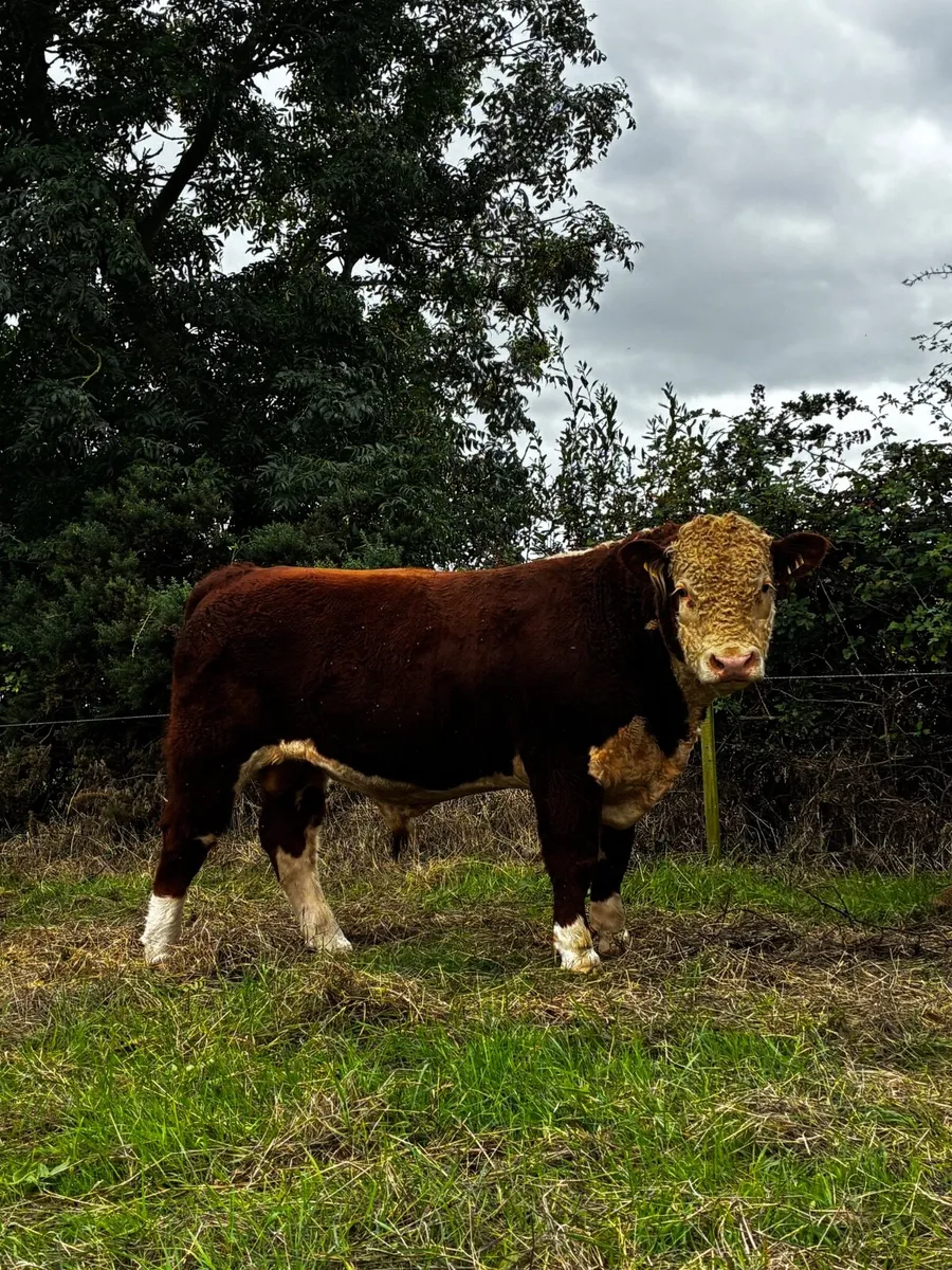 Hereford Bulls - Image 2