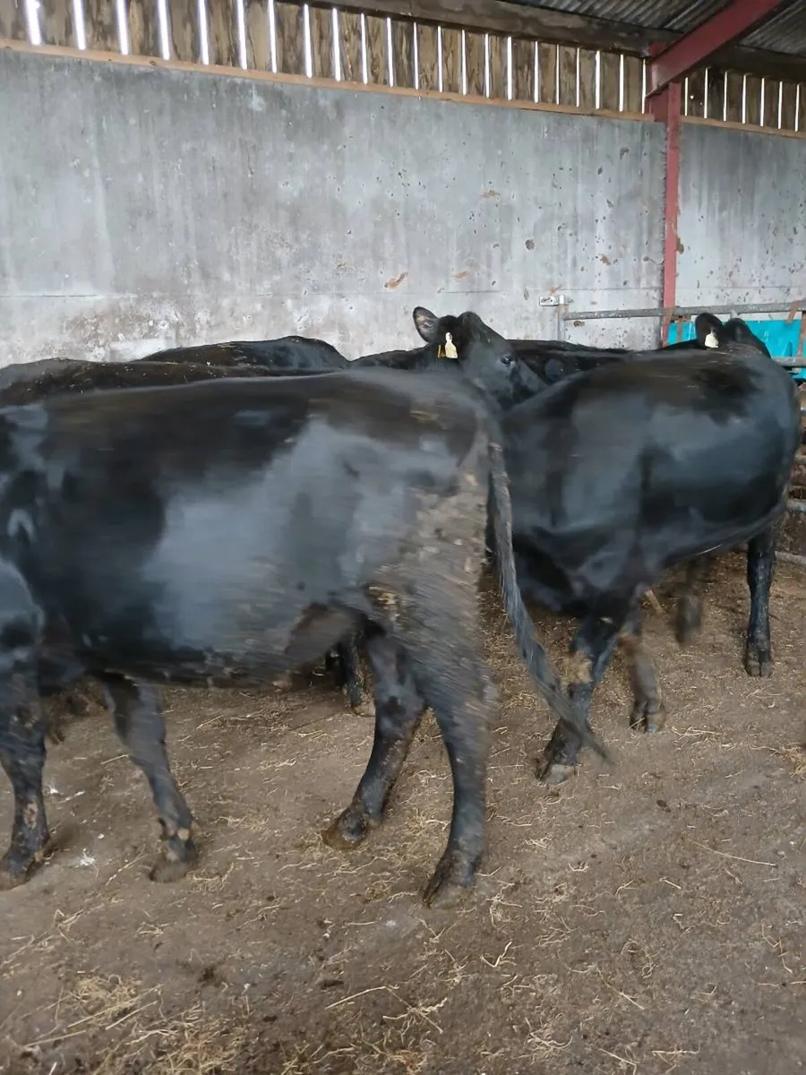 Heifers - Image 1