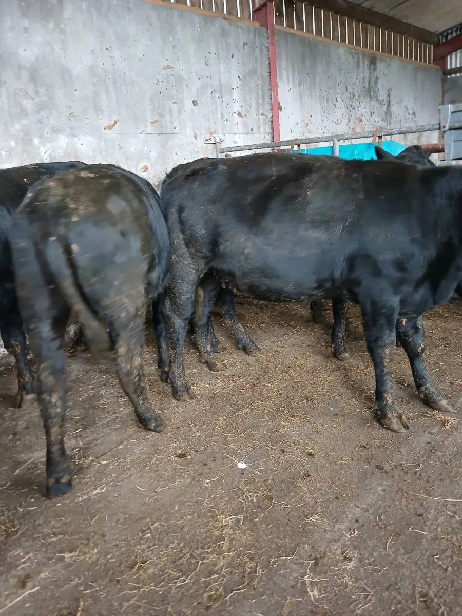 Heifers - Image 2