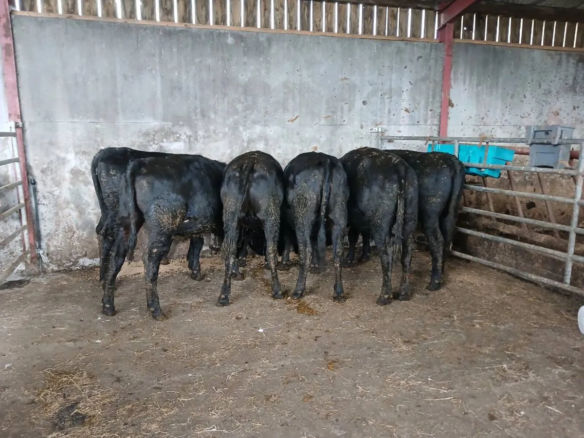 Heifers - Image 3