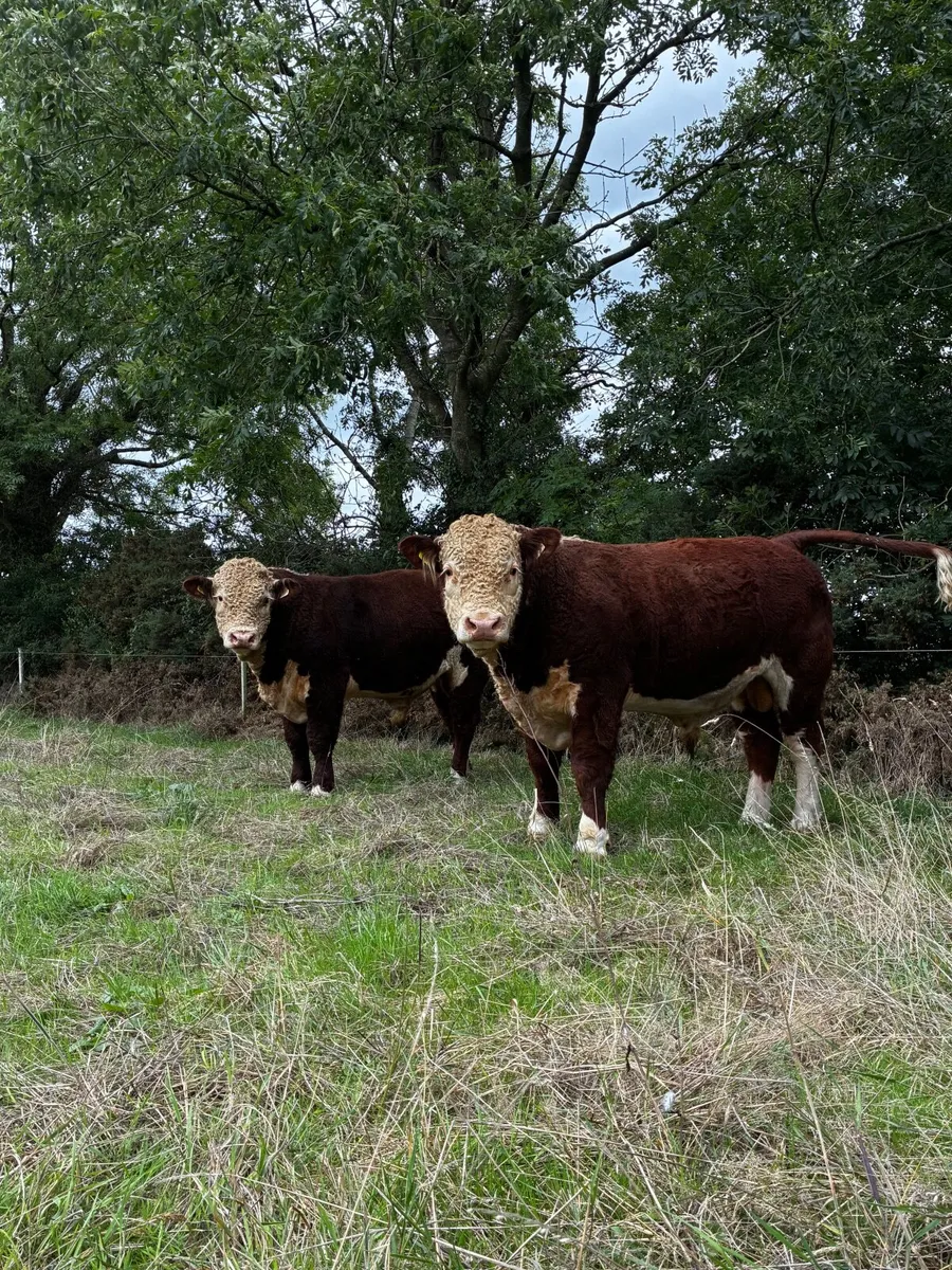 Hereford Bulls - Image 1