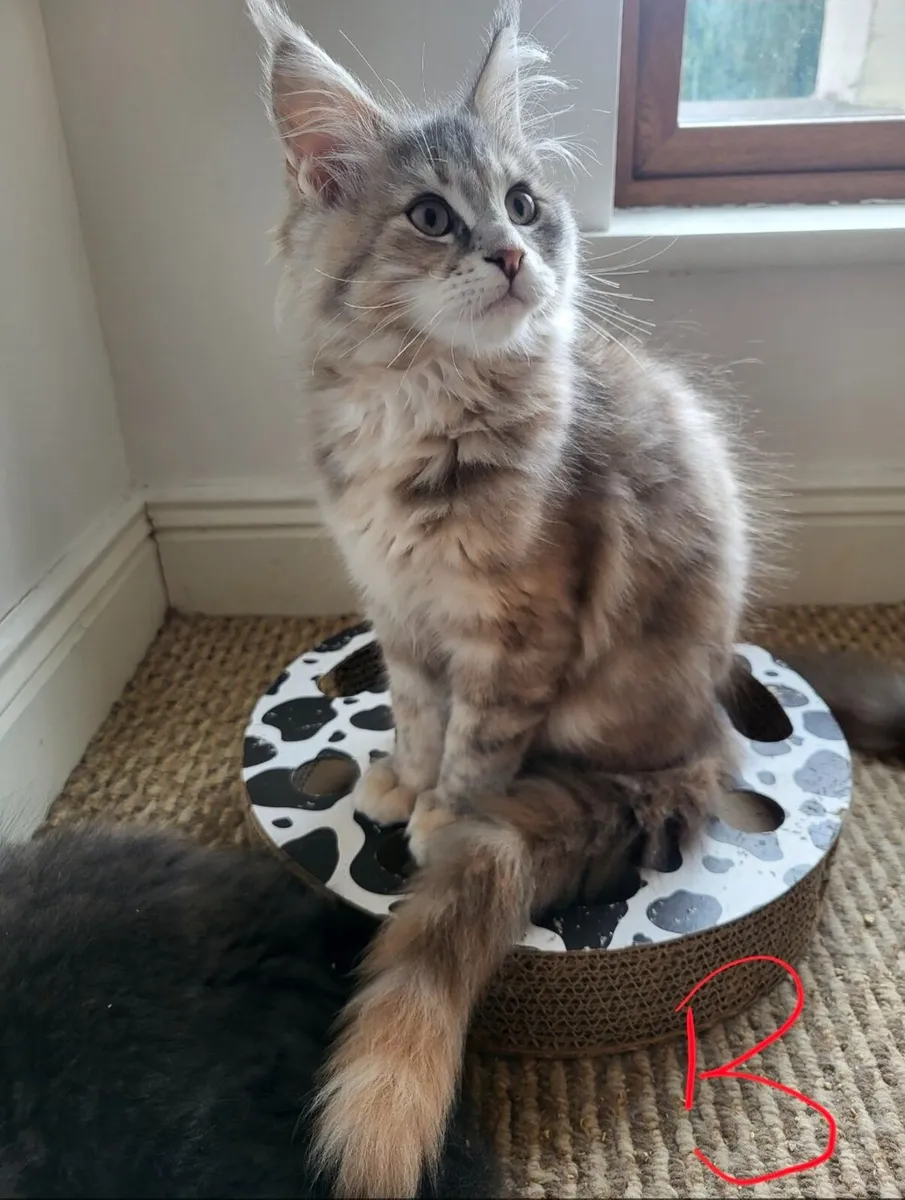 Maine coone kittens - Image 1